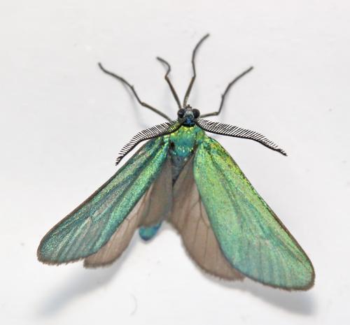 Jordanita sp.